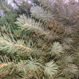 Fir tree attacked by mites ARM EN Community
