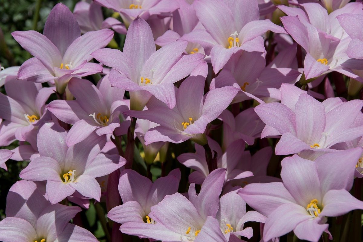 Zephyranthes, planting guide and care work