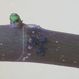 True bugs on fig tree ARM EN Community