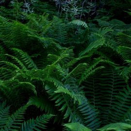 ferns-growing-guide