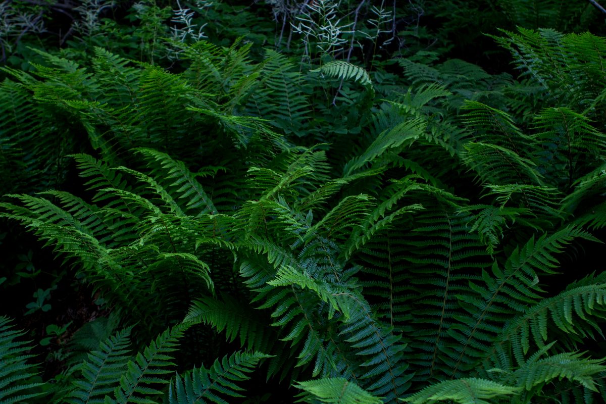 Ferns, plant care and growing guide