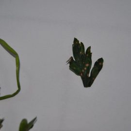 Parsley septoria leaf spot ARM EN Community