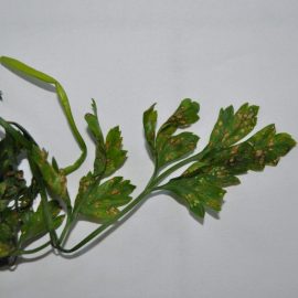 Parsley septoria leaf spot ARM EN Community