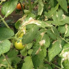 tomato leafminer pest management