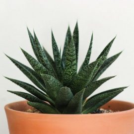 Aloe-vera-growing-tips