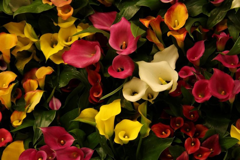 Calla lily, plant care and growing guide
