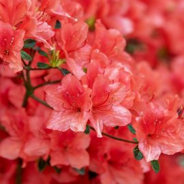 rhododendron-care-growing