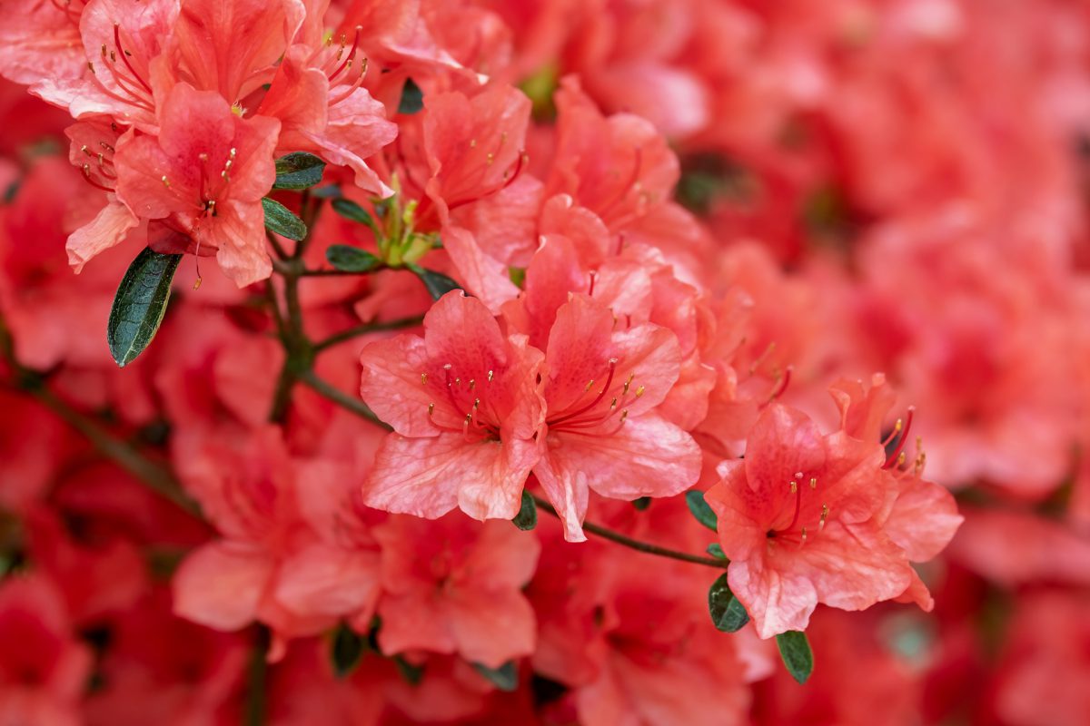 Rhododendron, plant care and growing guide