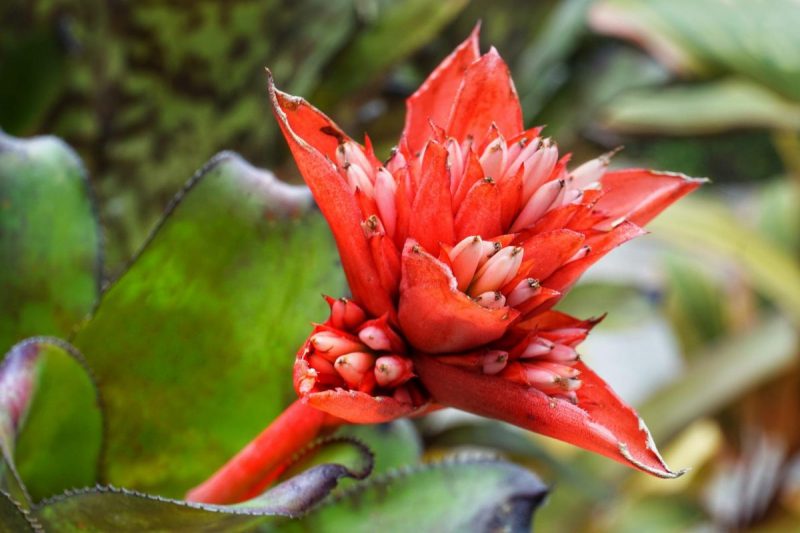 Billbergia, plant care and growing guide