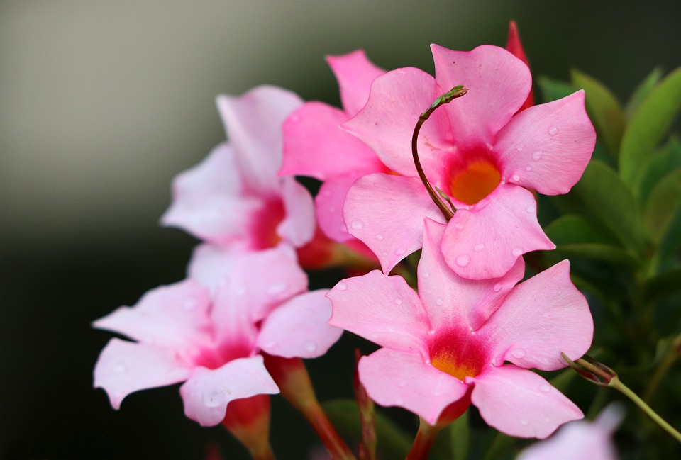 Dipladenia, plant care and growing guide