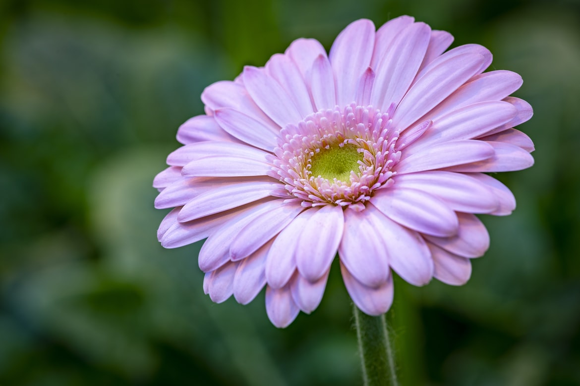 Gerbera, plant care and growing guide