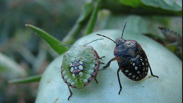 The southern green stink bug (Nezara viridula) - pest management