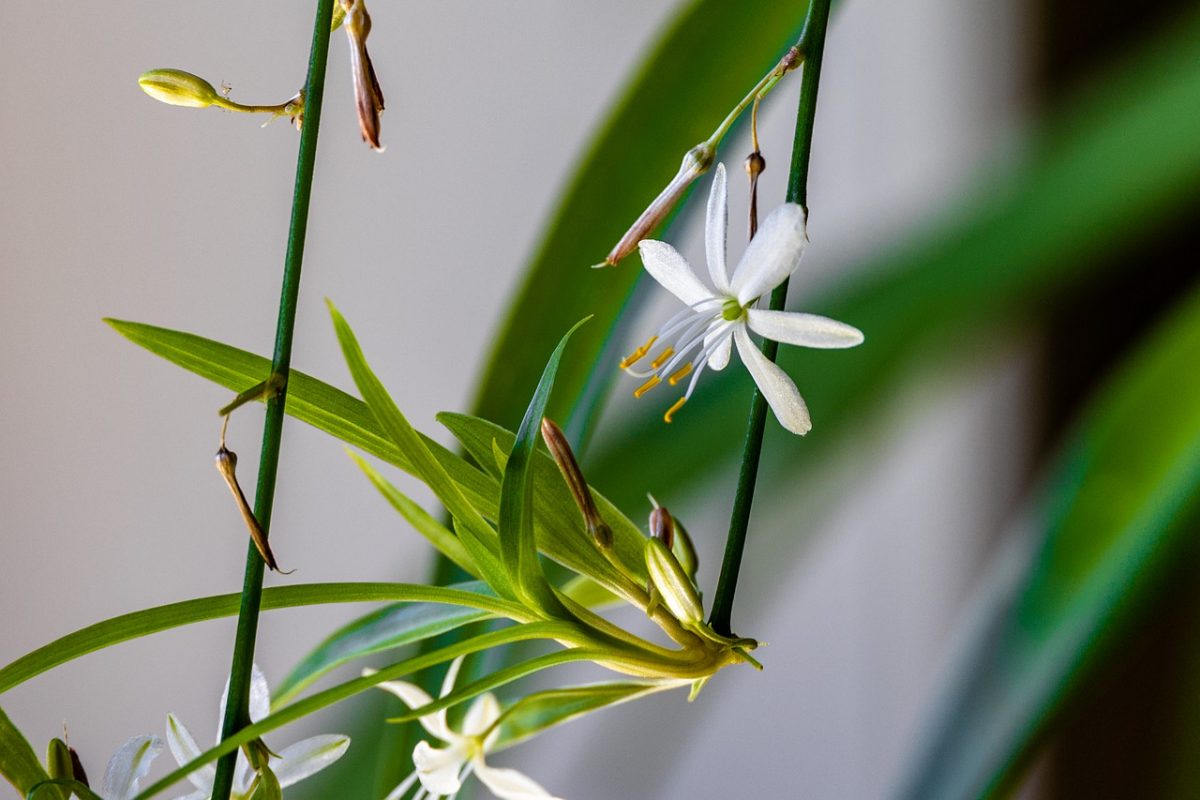 Chlorophytum, plant care and growing guide