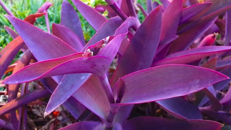 Tradescantia, plant care and growing guide