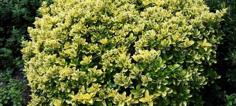 Euonymus, planting guide and care work
