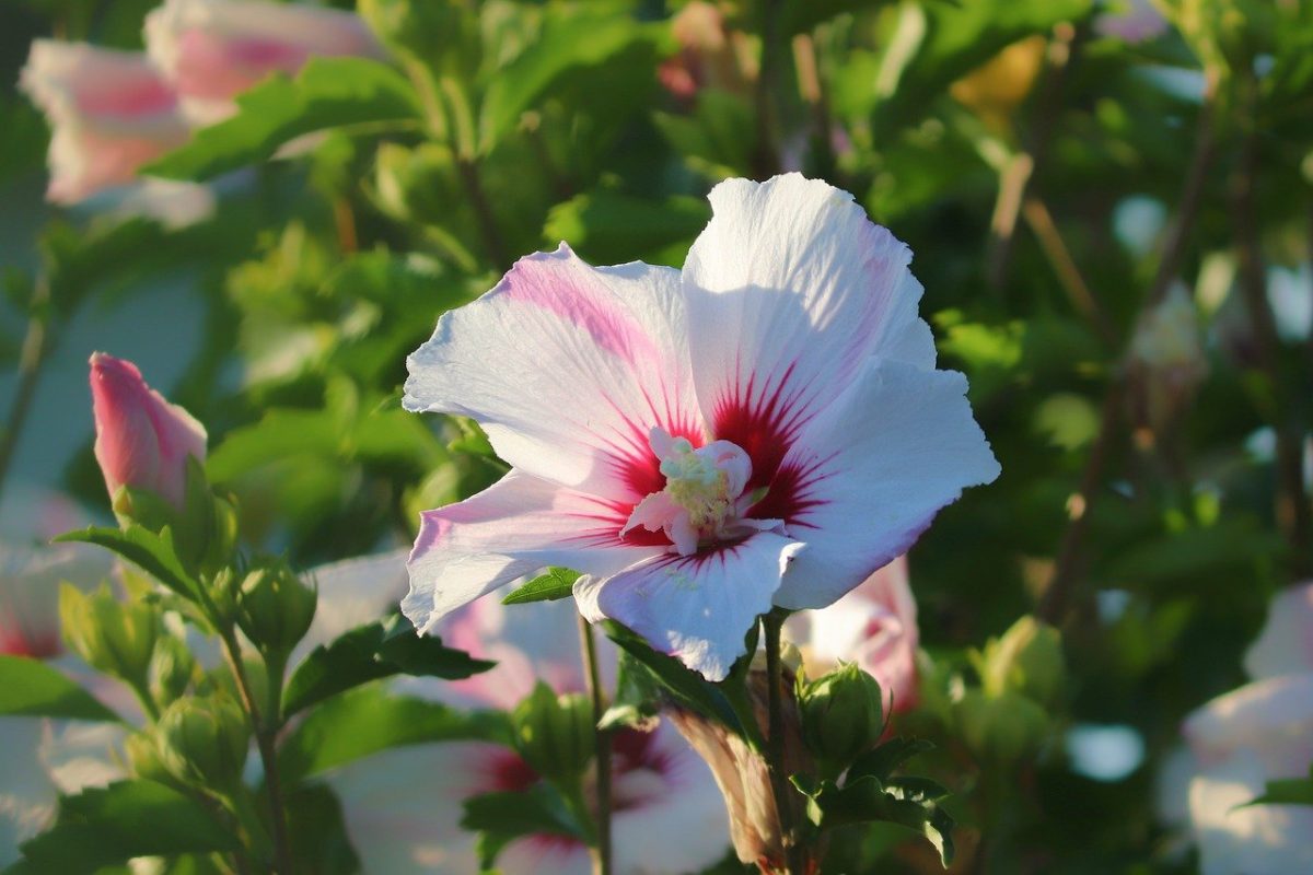 Hibiscus syriacus, planting guide and care work