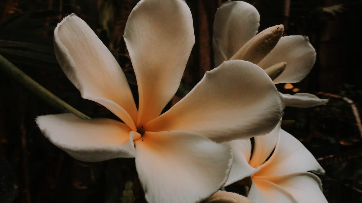 Plumeria, plant care and growing guide