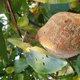 Quince tree fruit rot ARM EN Community