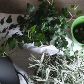 repotting-indoor-plants