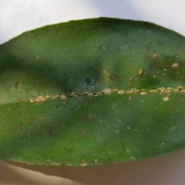 scale-insects-ornamental-plants