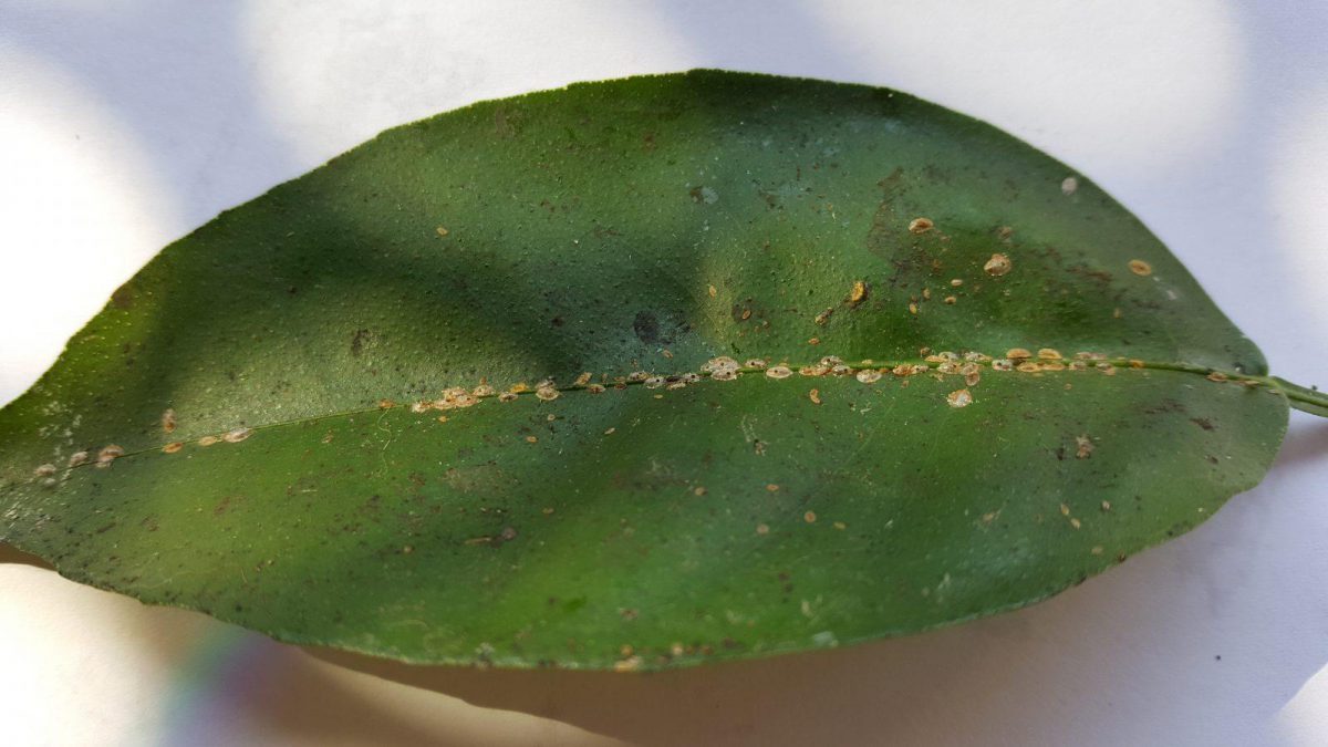 Mealybugs in ornamental plants - pest management