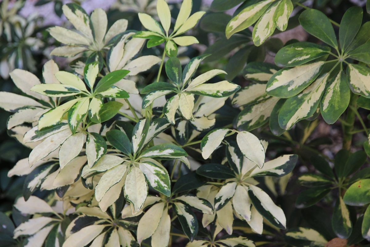 Schefflera, plant care and growing guide