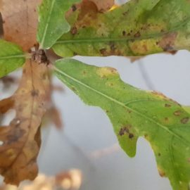 oak with yellow and brown leaves ARM EN Community