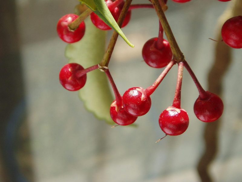 Ardisia, plant care and growing guide