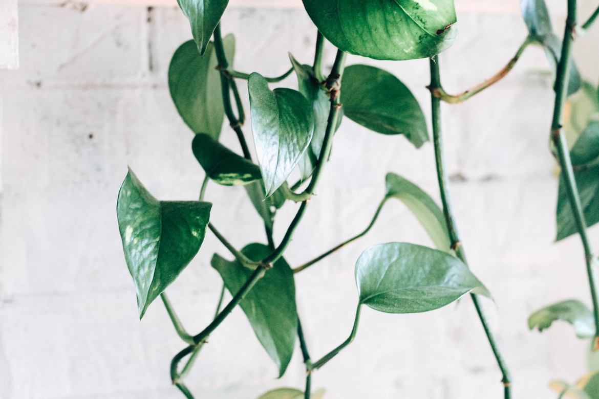 Pothos, plant care and growing guide