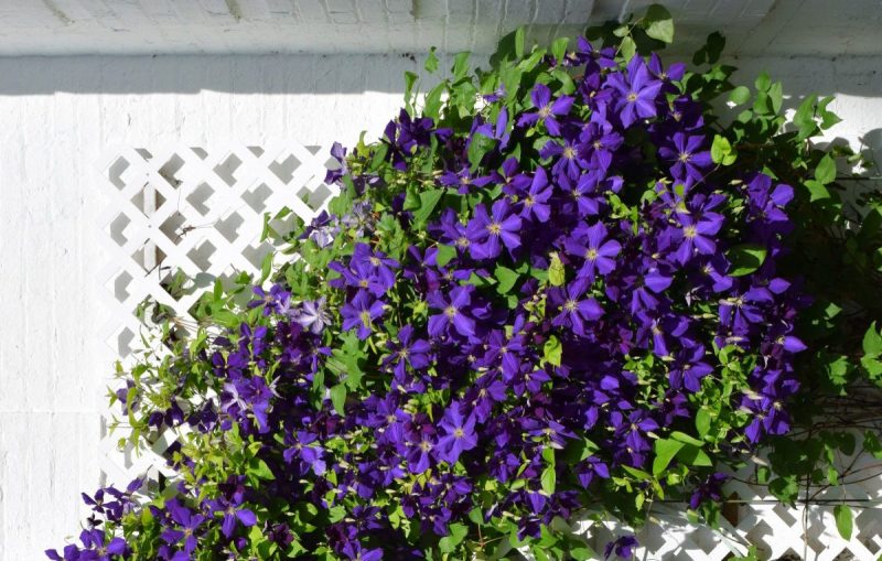 Clematis, planting guide and care work