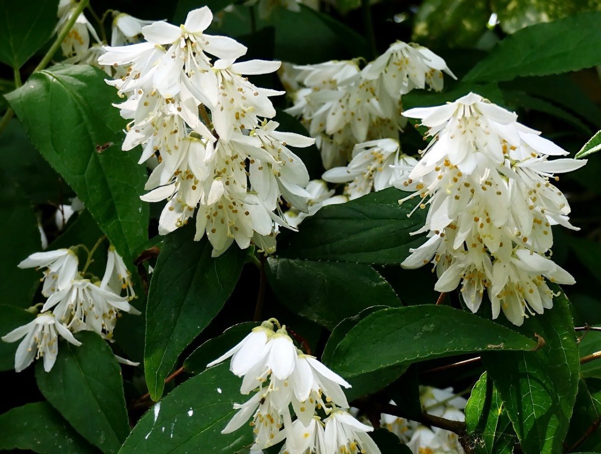 Deutzia, planting guide and care work