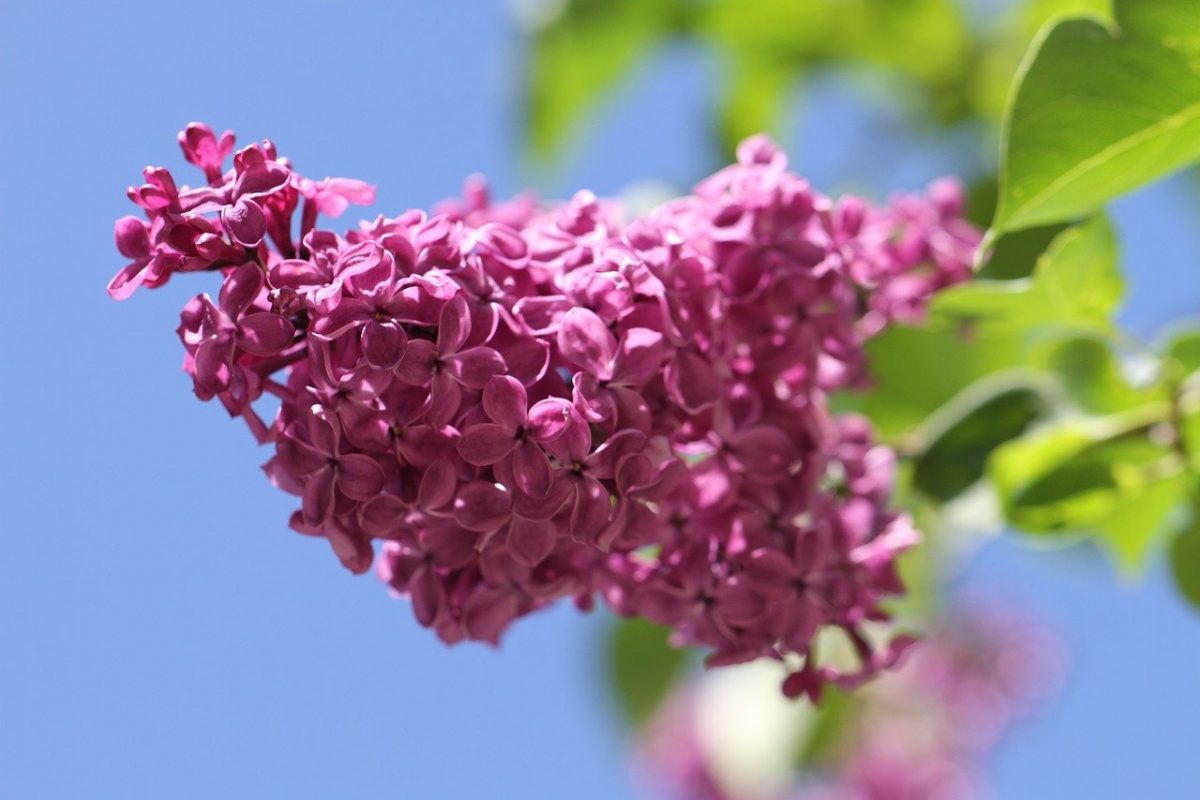 Lilac, planting guide and care work