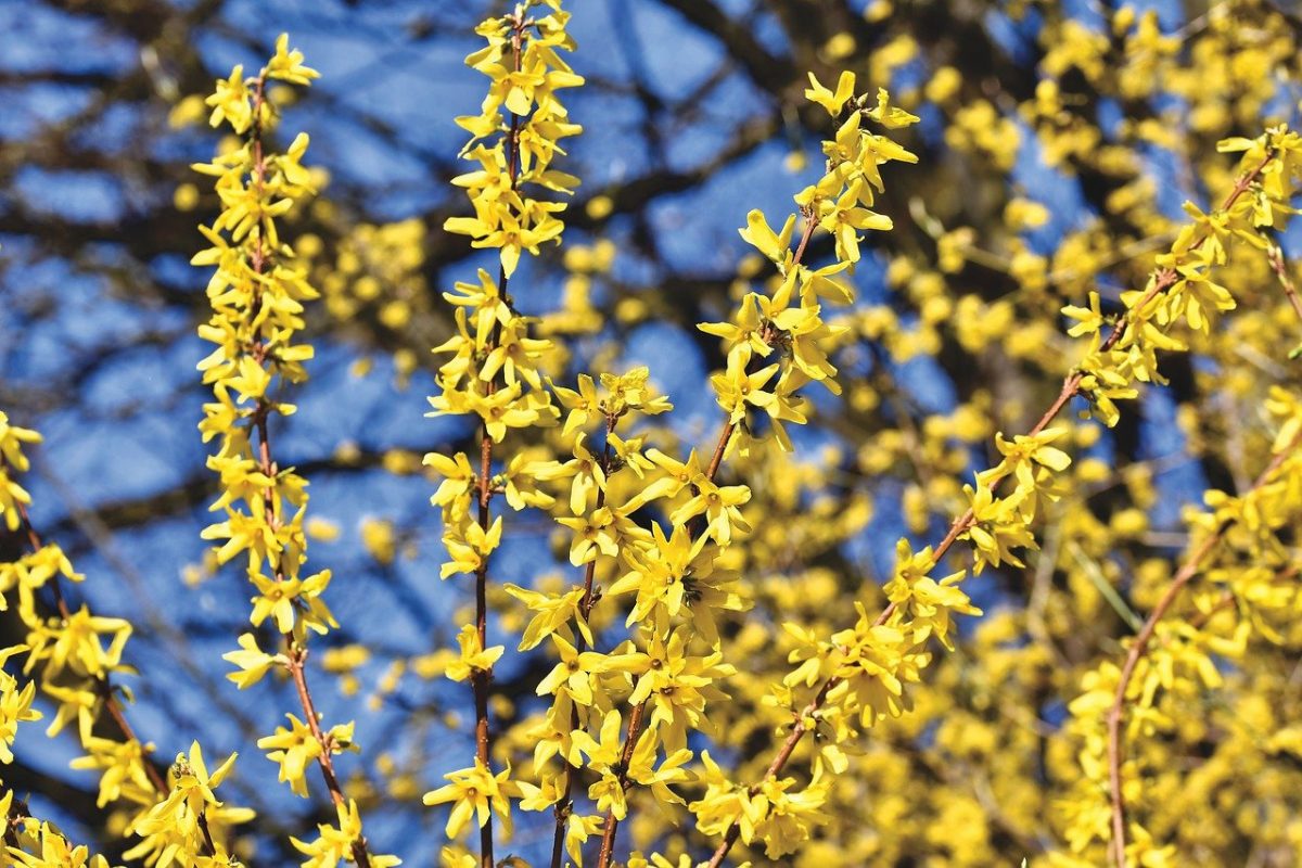 Forsythia, planting guide and care work
