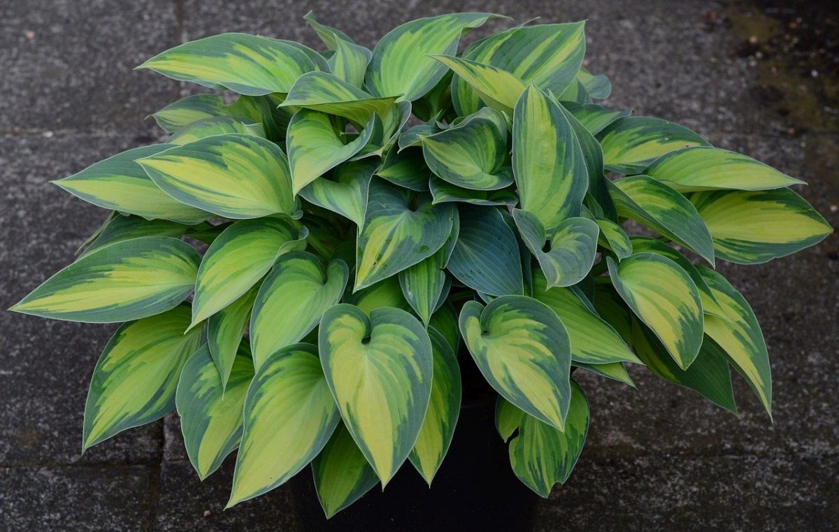 Hosta, planting guide and care work