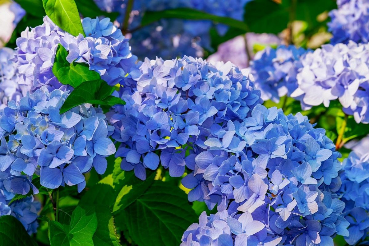 Hortensia, planting guide and care work