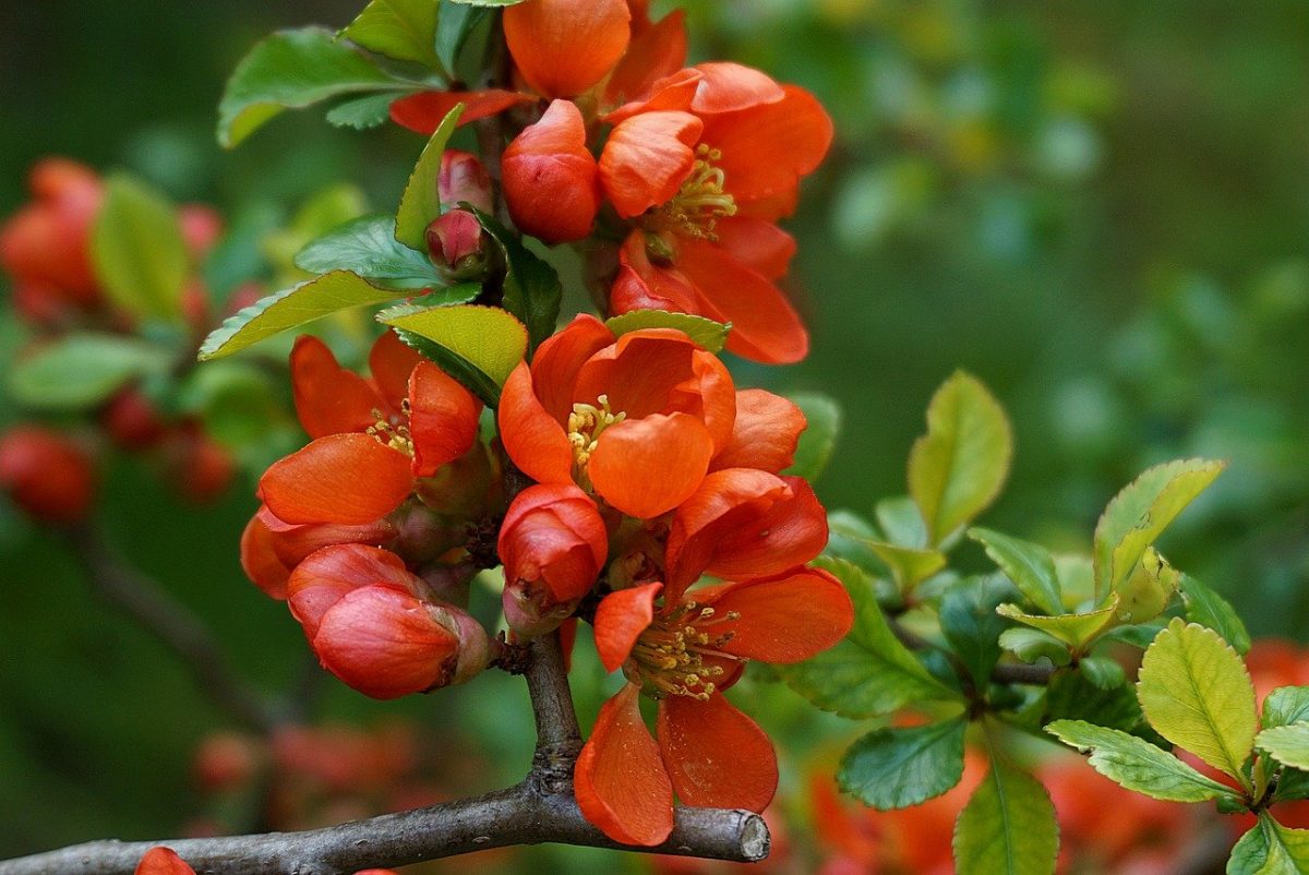 Japanese quince, planting guide and care work