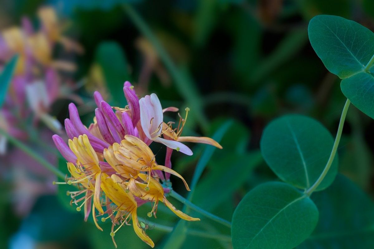 Lonicera, planting guide and care work