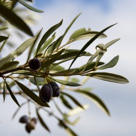 olive tree care guide