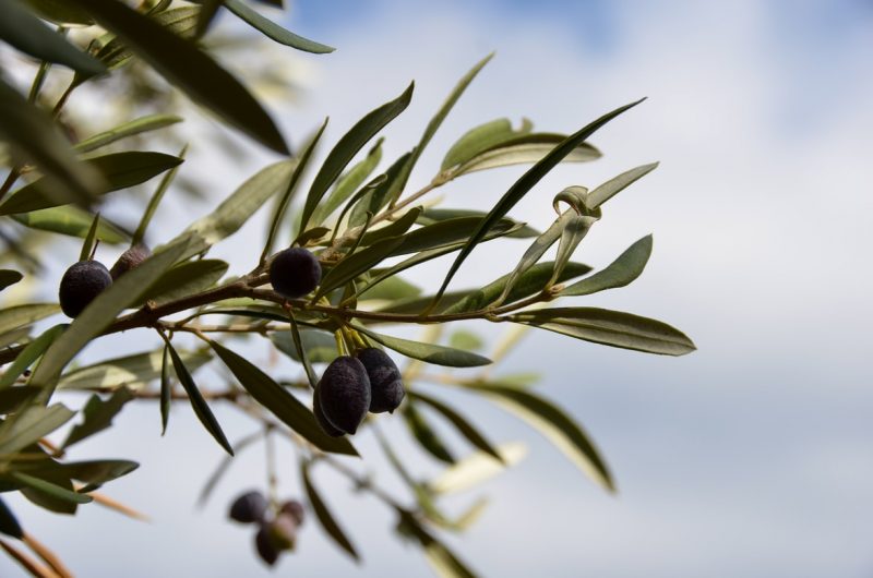 olive tree care guide