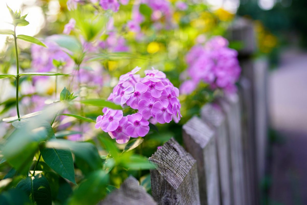 Phlox, planting guide and care work