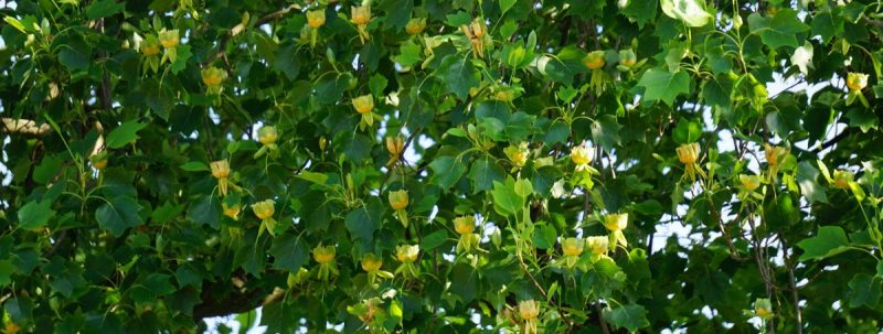 Tulip tree, planting guide and care work