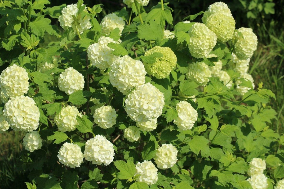 Viburnum, planting guide and care work