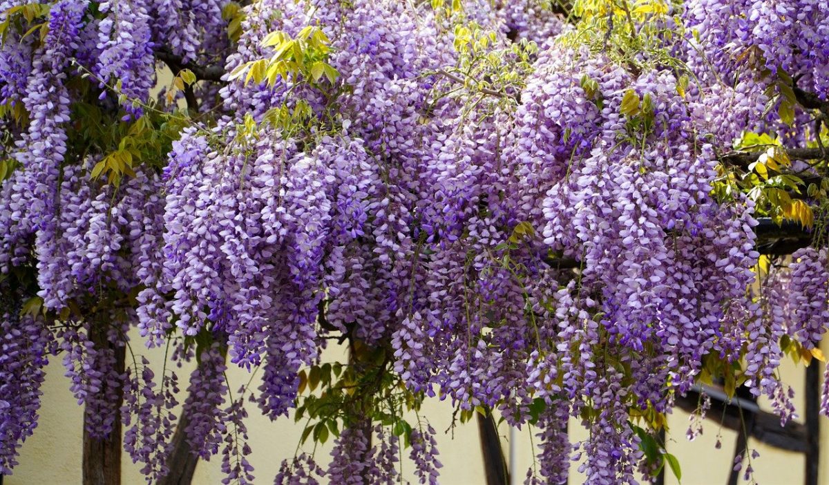 Wisteria, planting guide and care work