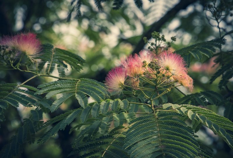 Albizia, planting guide and care work