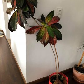 Croton with falling leaves after repotting ARM EN Community