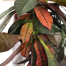 Croton with falling leaves after repotting ARM EN Community