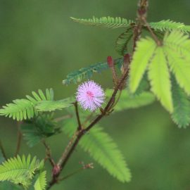 mimosa pudica care guide