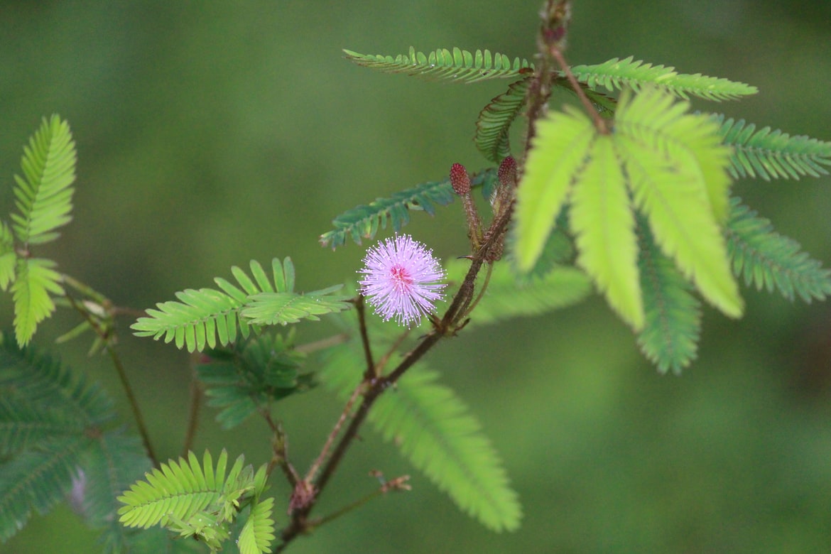 Mimosa, plant care and growing guide