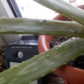 Aloe vera with scale bugs ARM EN Community