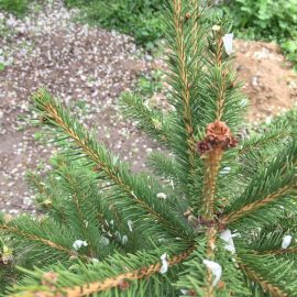Spruce and Fir growth problems ARM EN Community